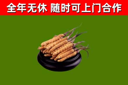 安达市回收冬虫夏草