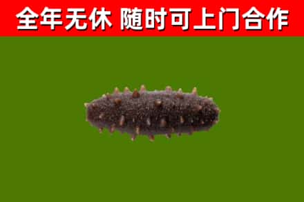安达市回收海参干